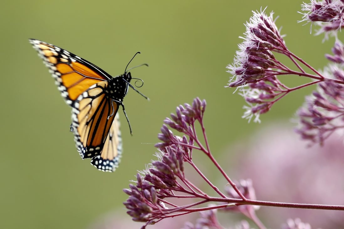 Monarch butterflies are among well known species that best illustrate insect problems and declines, according to an entomologist. Photo: AP