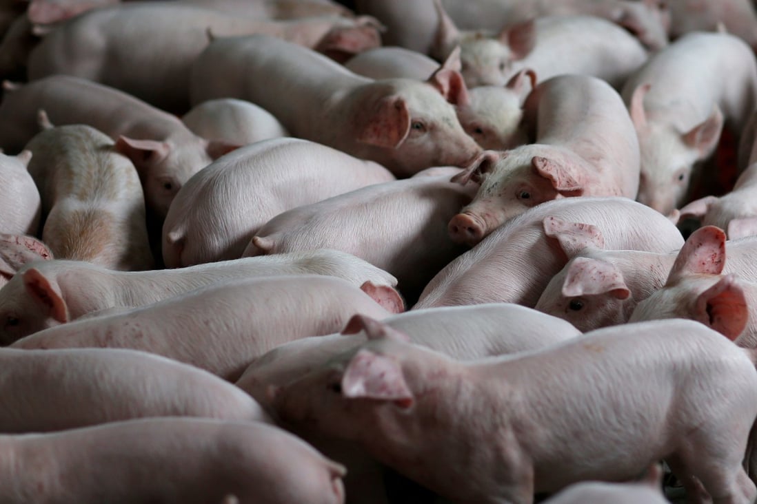 China slaughtered 527.04 million hogs in 2020, the data showed, down 3.2 per cent from the same period a year earlier. Photo: Reuters