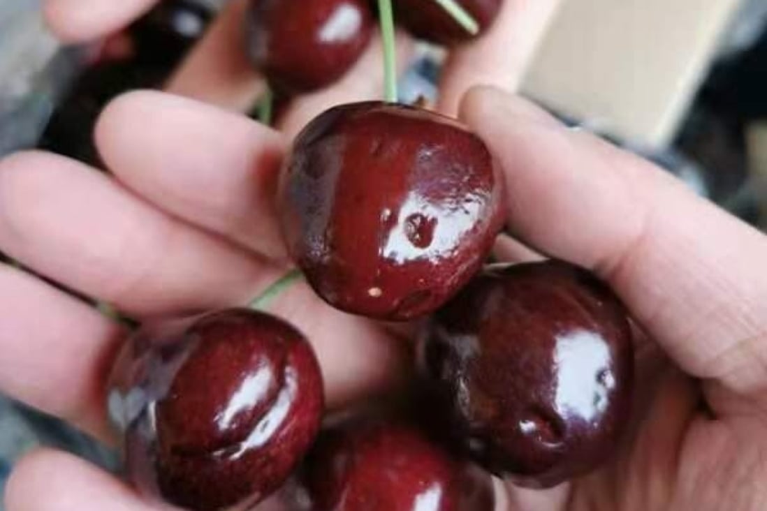 Tasmanian cherries at the Jiangnan wholesale market in Guangzhou last week showed damage that a trader attributed to rain in Tasmania, Australia. Photo: Handout
