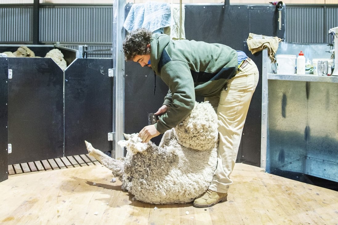Chinese buyers are snapping up Australian wool after Beijing lifted this year’s wool import quota. Photo: Getty Images