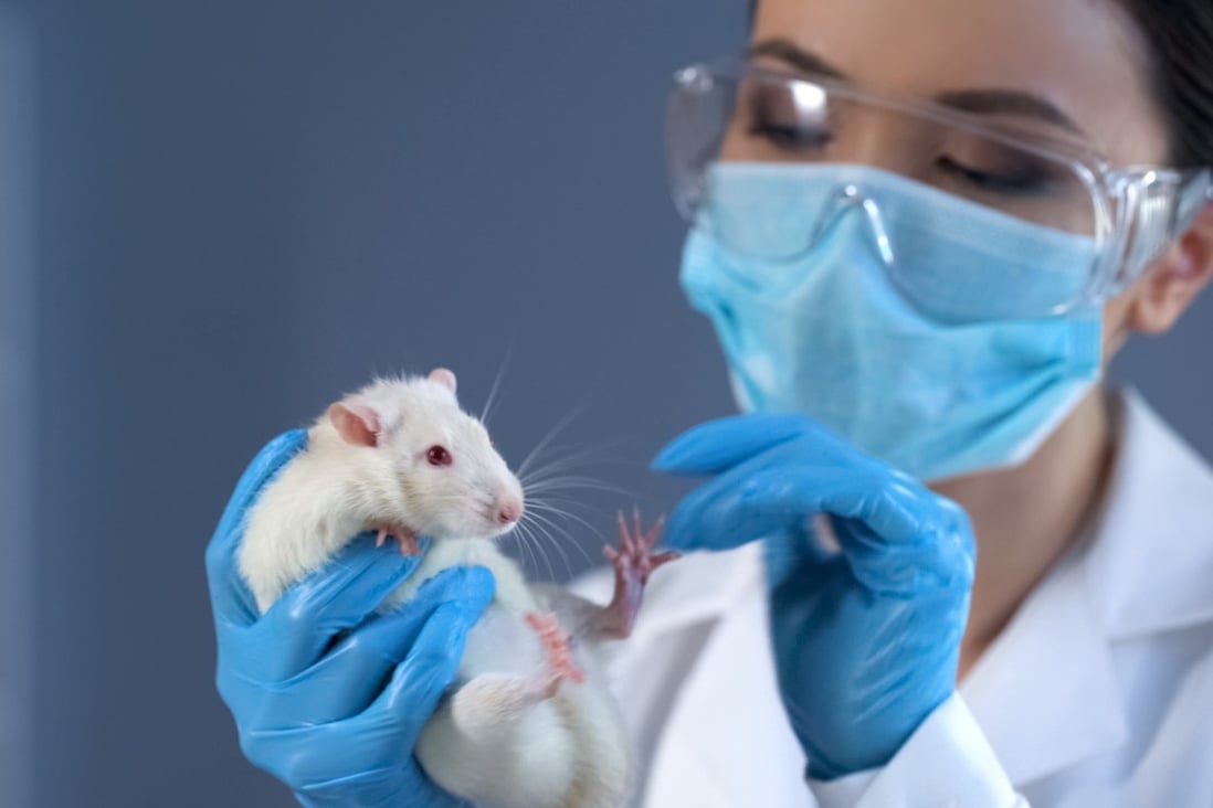 Switching off a gene that is a key contributor to cellular ageing extends the lifespan of mice by 25 per cent, Chinese scientists have shown. US scientists found that blocking or deleting a receptor in older mice allowed them to perform memory and navigation tasks as well as younger mice. Photo: Getty Images/iStockphoto