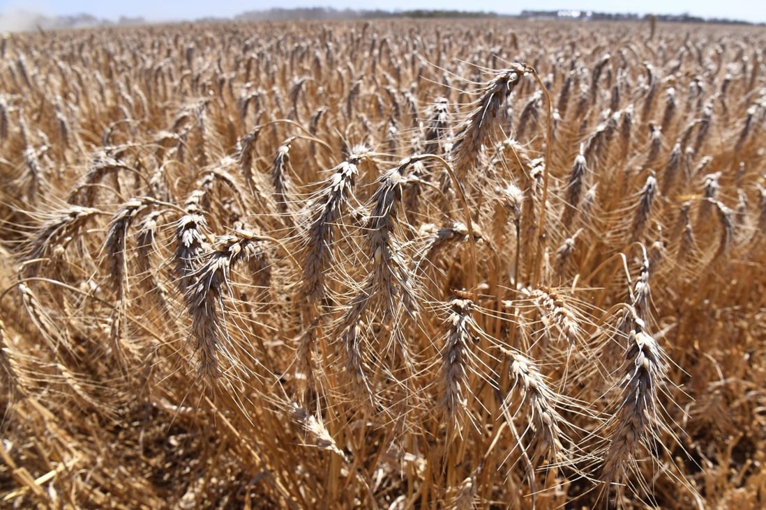 Australia’s bumper sale of wheat to China in December accounted for a third of all wheat exported from Australia, and was its largest-ever monthly wheat export to any single country. Photo: Reuters
