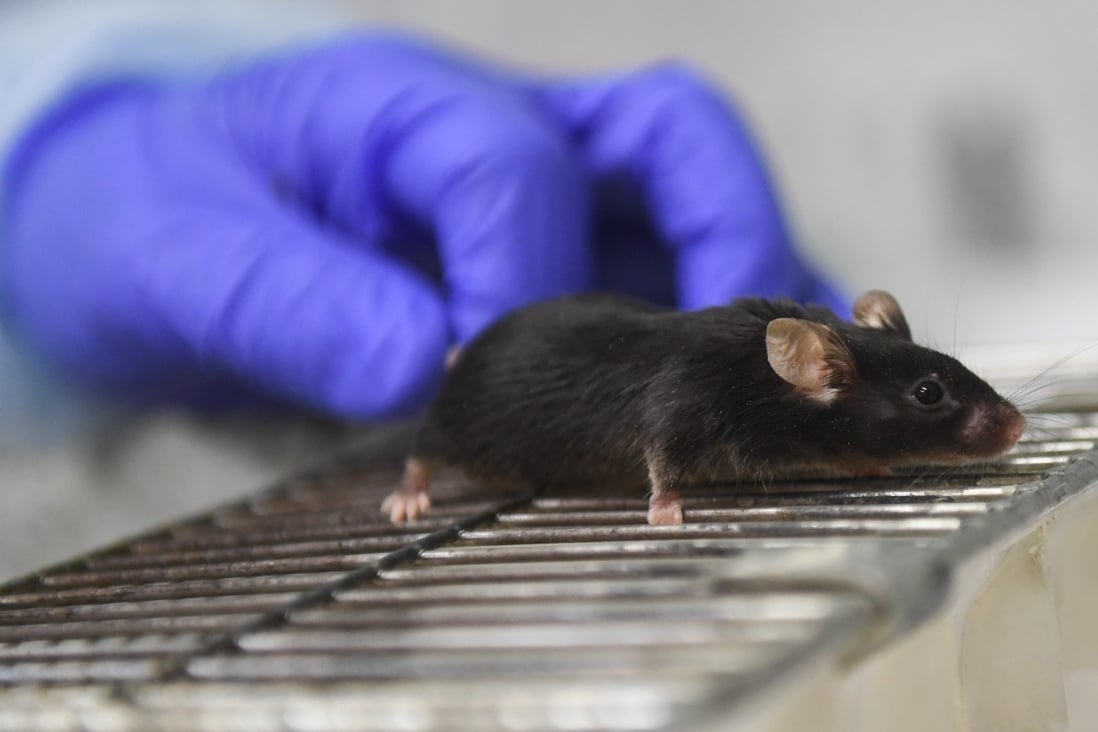 Researchers measured the levels of Sars-CoV-2 in the brains of infected mice. They found virus levels 1,000 times higher there than in other organs. Photo: Getty Images
