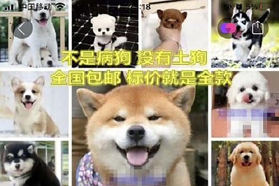 The practice of buying and selling pets online in China has upset animal rights groups. Photo: Sina