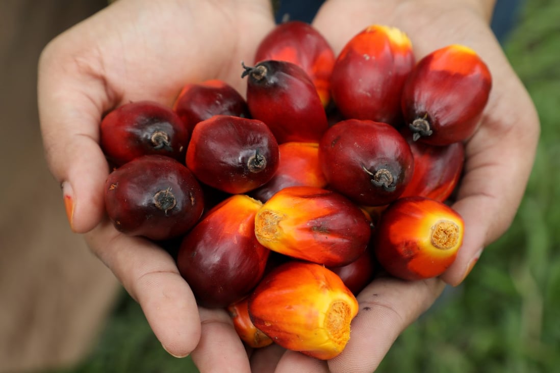 Palm oil fruits from a plantation in Pulau Carey, Malaysia. Photo: Reuters