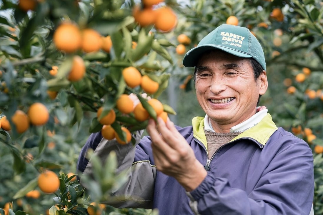 A worker picks kumquats in Miyazaki prefecture in Kyushu, Japan. The kumquat is a traditional Lunar New Year fruit that is also rich in nutrition and vitamins. Photo: Miyazaki Prefecture Agricultural Office.