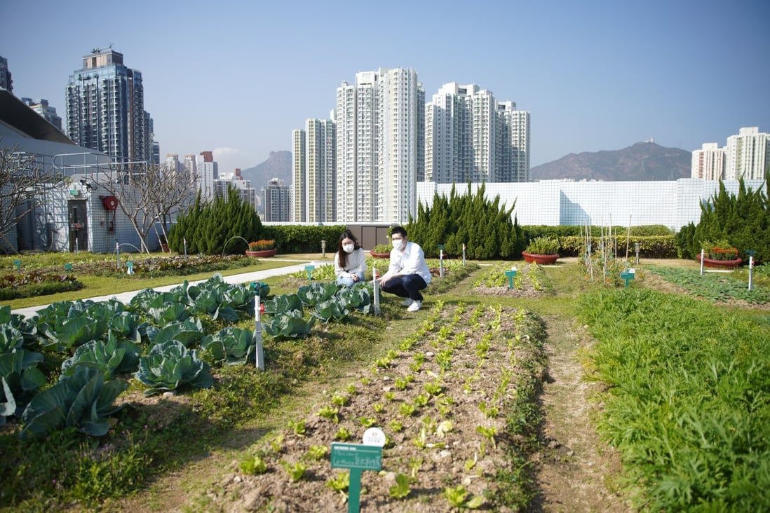 Spanning 23,000 square feet, the company’s Farm Together project currently operates six plots across Sino Group’s residential and commercial properties. Photo: Winson Wong