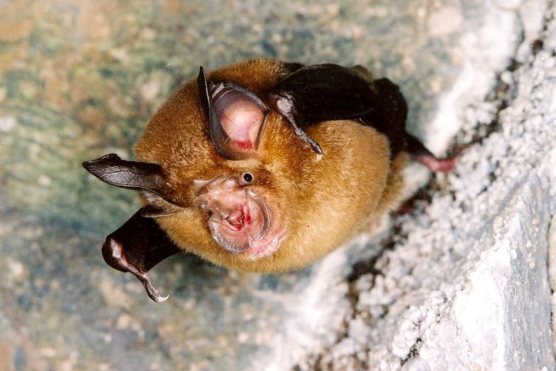 The Cambodian samples were taken from horseshoe bats. Photo: Handout