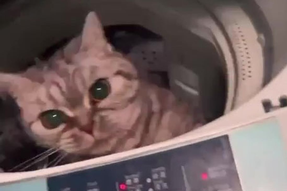 A still from a video showing a cat trapped inside a running washing machine for about 10 seconds. Photo: Handout