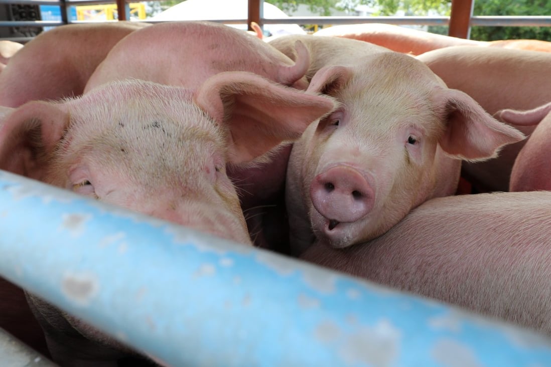 Pigs at the Sheung Shui slaughterhouse. Photo: Winson Wong