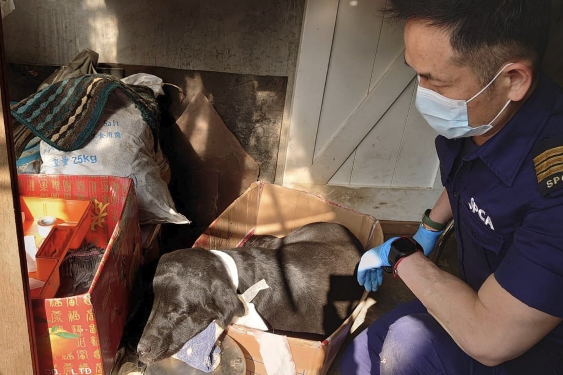 Police are hunting for a suspect over a horrific case of animal cruelty in Sheung Shui. Photo: SPCA