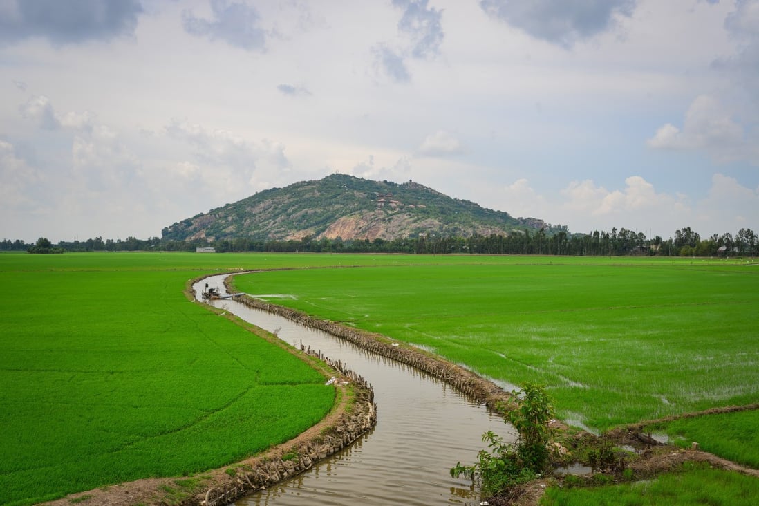 A rice field in the Mekong Delta, southern Vietnam. The Mekong Delta was responsible for 50 per cent of Vietnam’s rice output of 43 million tons in 2019: Shutterstock