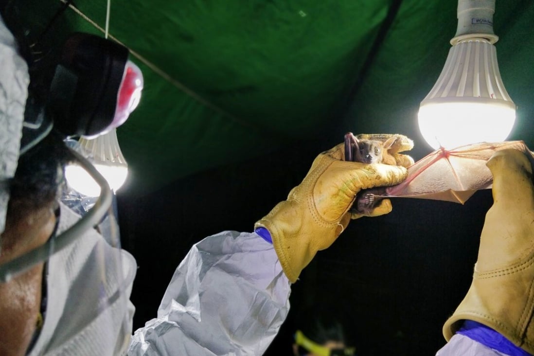A researcher with the Institut Pasteur in Cambodia examines a bat during a field mission. Photo: Institut Pasteur in Cambodia