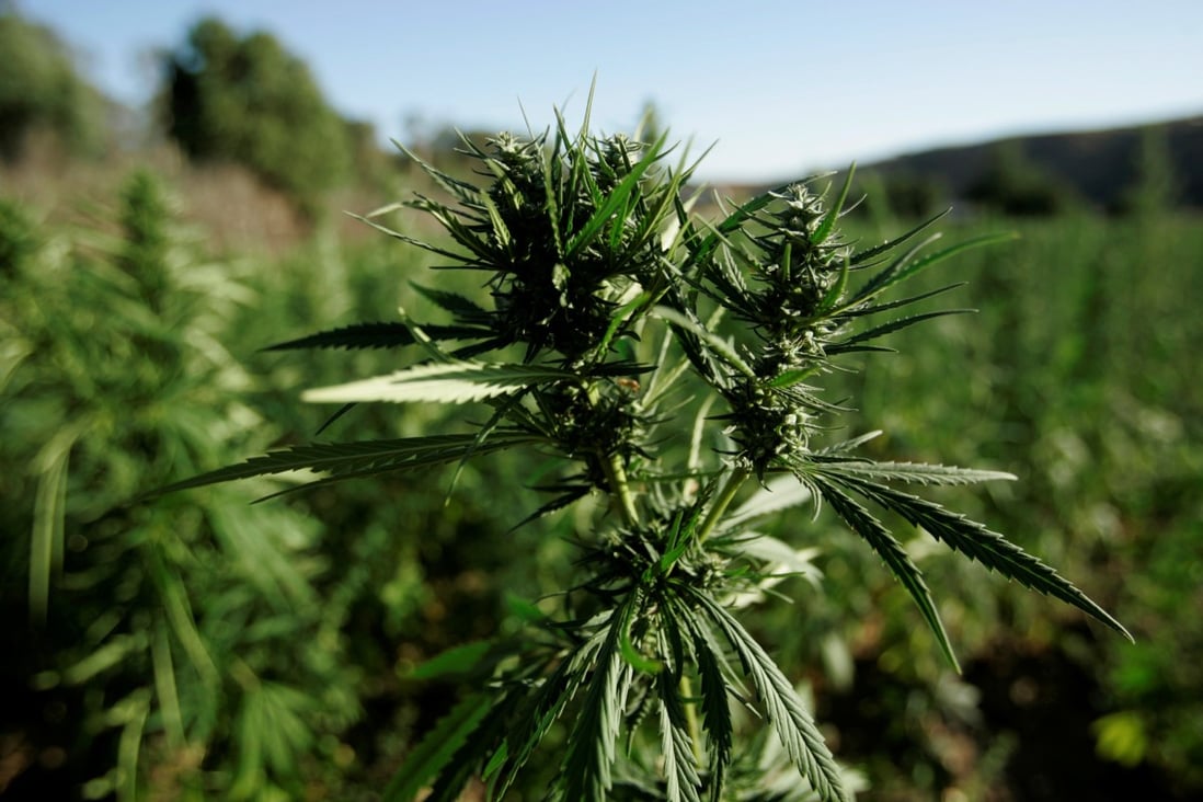 Any flowers and seeds yielded from cannabis plants grown in Thai homes must be sent to state medical facilities as they remain in the country’s criminal code due to their high levels of psychoactive compounds. Photo: Reuters