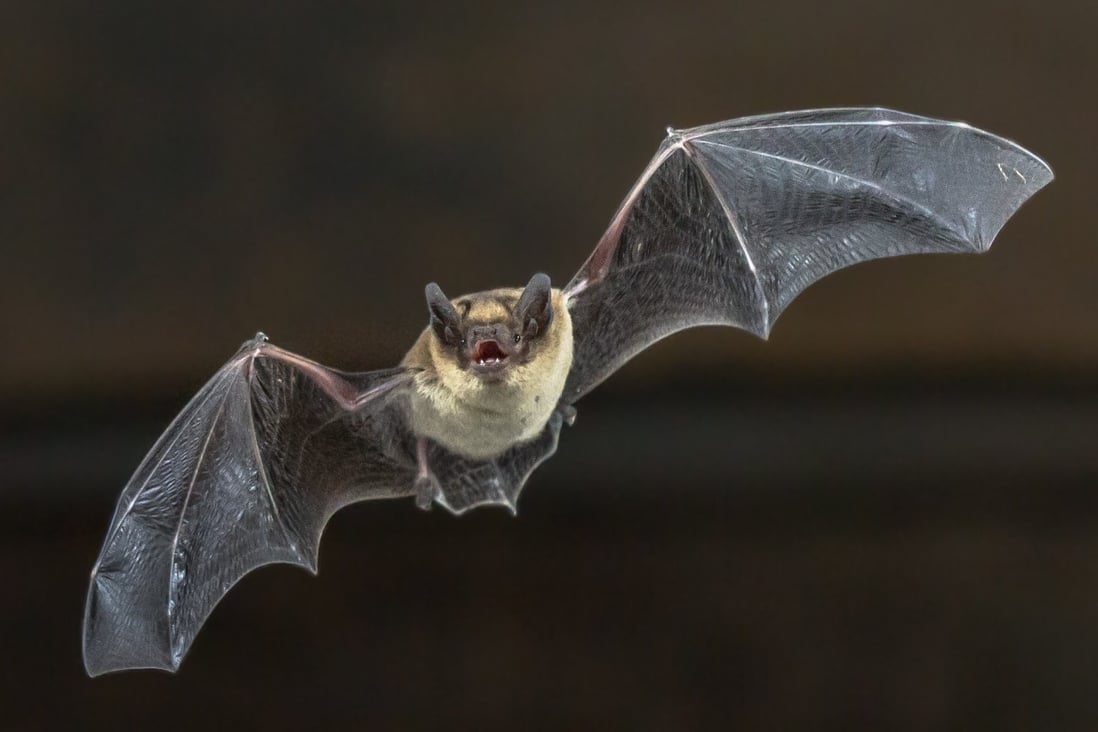 A study of bats in a small area of southwestern China has identified two dozen previously unknown coronaviruses. Photo: Shutterstock