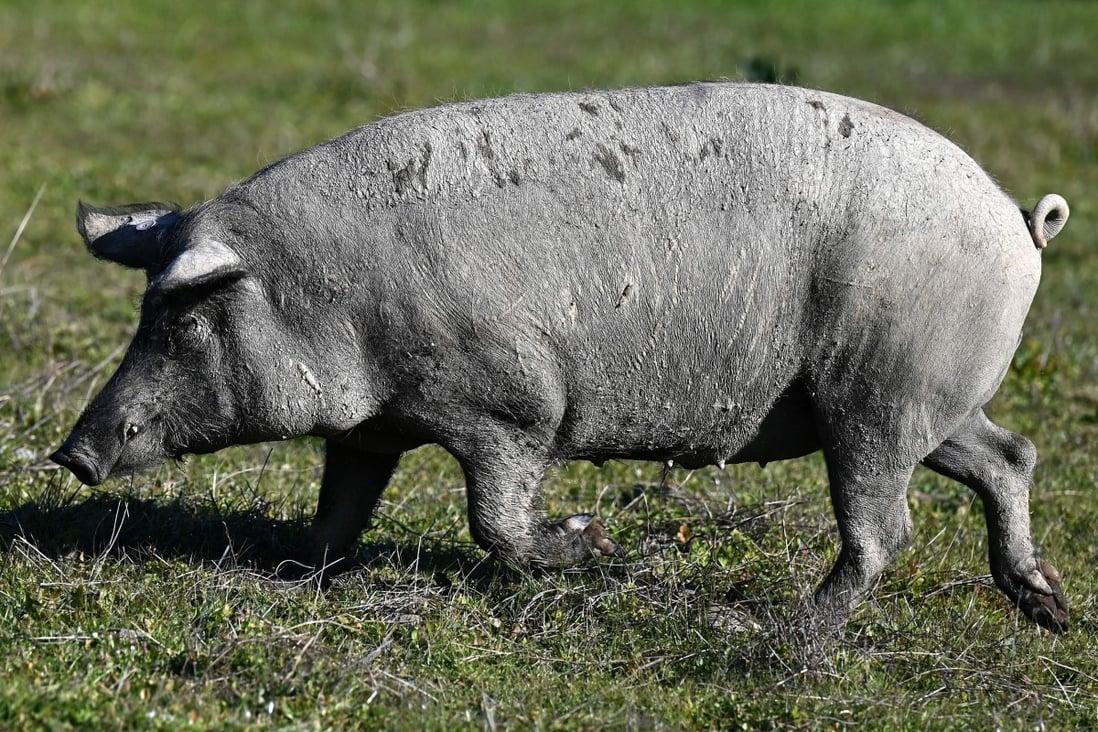 Mammals can breathe through anus in emergencies, say Japanese