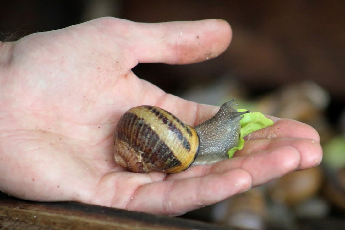 Snail slime soap promoted for its antiageing properties French