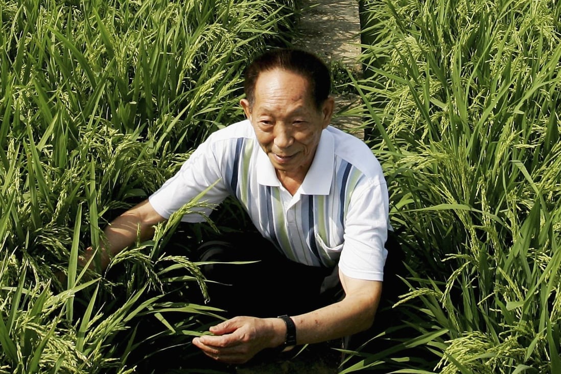 Yuan Longping at a hybrid rice planting field in Changsha city, in China’s Hunan province, in 2006. Photo: Getty Images