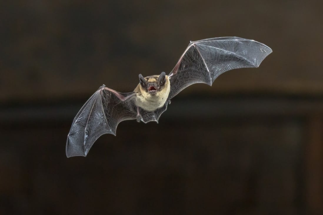 The Wuhan Institute of Virology has been studying coronaviruses found in bats. Photo: Shutterstock