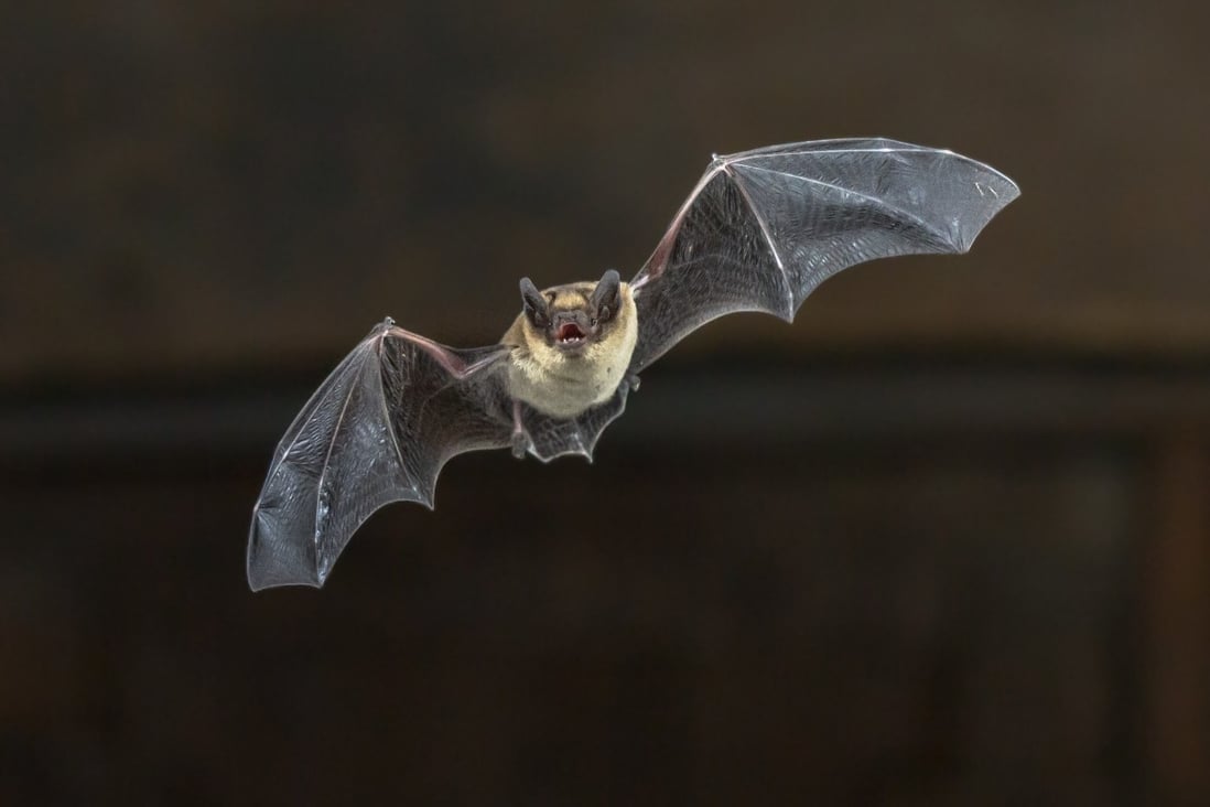 Wuhan laboratory adds another branch to bat coronavirus family tree ...