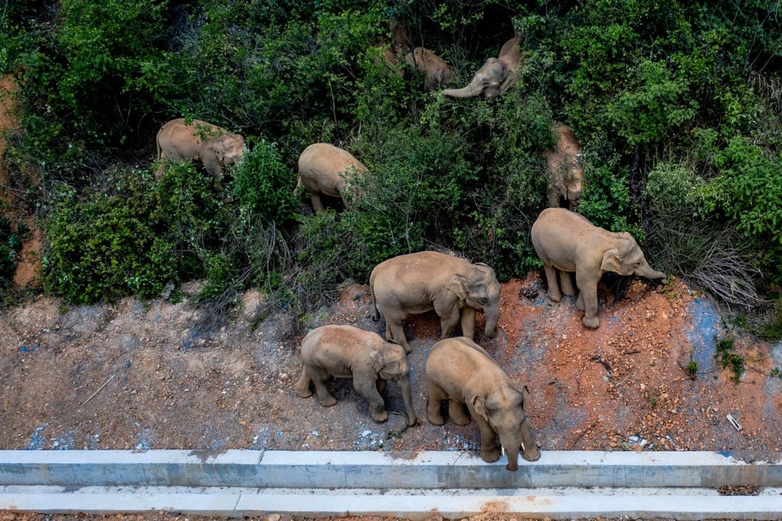 The herd ventured along Yunnan’s main roads is just 100km from Kunming, the capital of Yunnan. Photo: Xinhua