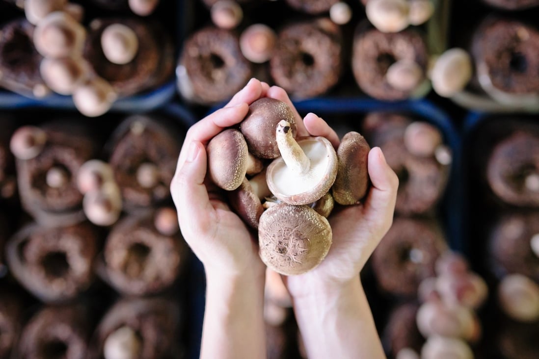 Eating two medium-sized mushrooms a day could lower your cancer risk by 45 per cent, analysis of multiple research studies suggests – but other researchers urge caution about its conclusions. Photo: Getty Images