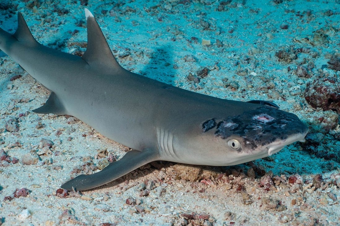 A whitetip reef shark with white spots and lesions, which may be linked to rising sea temperatures. Photo: Reuters