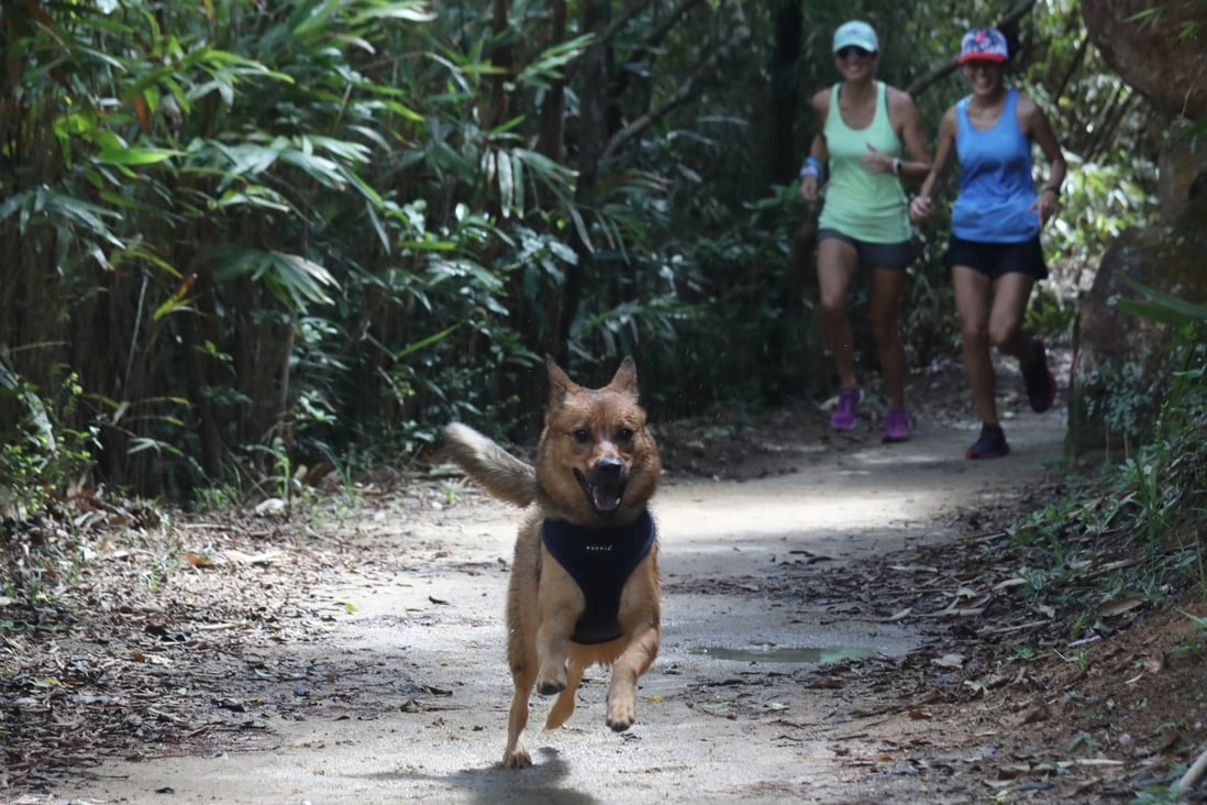 Best Hong Kong Island hikes to do with your dog this summer South