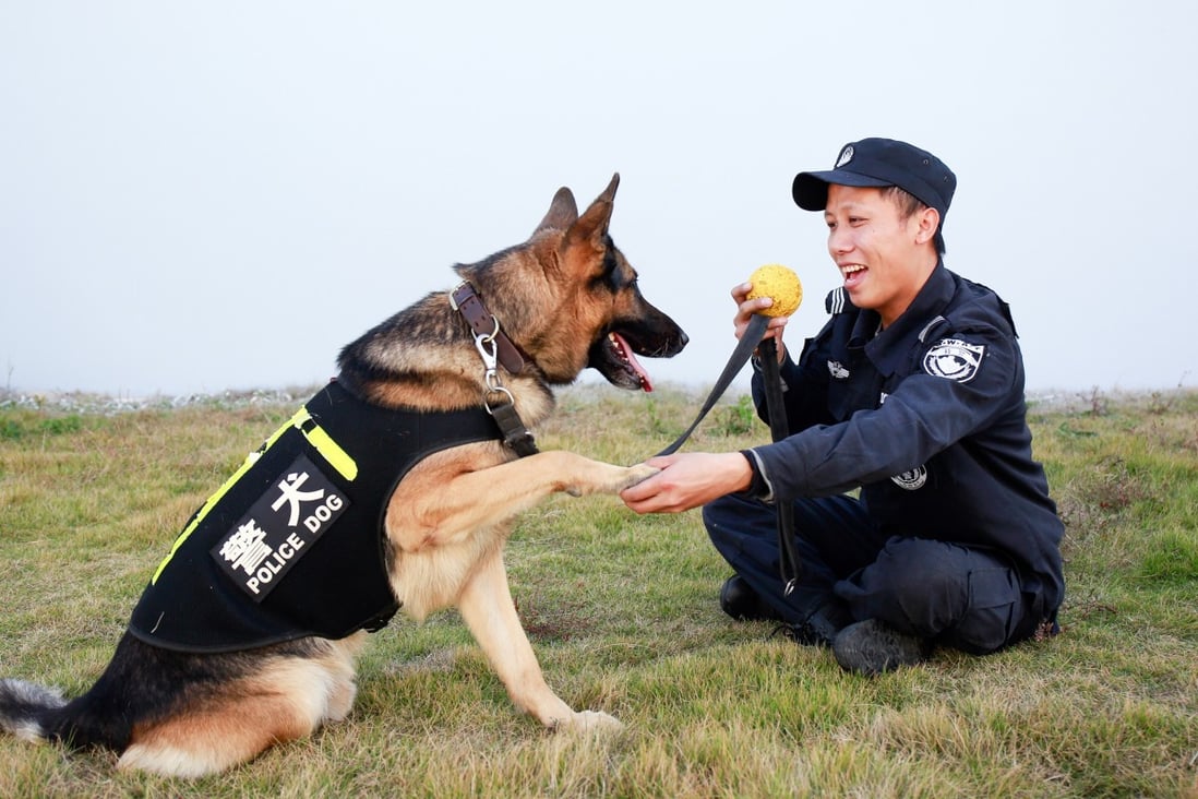 A police dog trainer with a trainee in Zhoushan City, Zhejiang Province, China. Photo: Getty