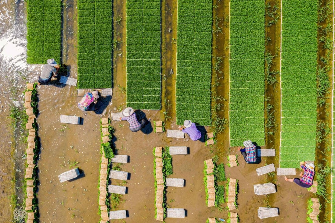Beijing has called for a breakthrough in the seed industry so the country can use modern agricultural technology and equipment to improve yields. Photo: AFP