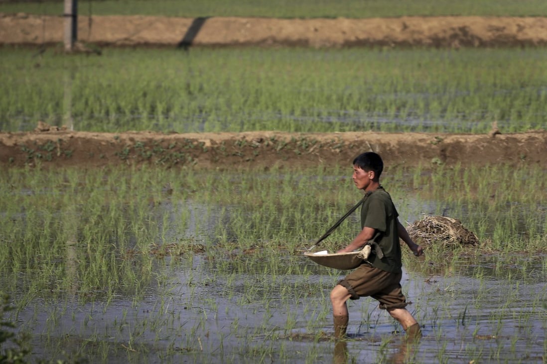 A farmer fertilises rice seedlings in a field near Pyongyang in 2017. Domestic grain production is forecast to fall 1.1 million tonnes short of the amount needed to feed North Korea’s population. Photo AP
