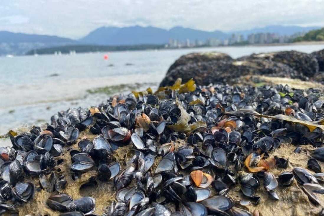 Extreme heat in Canada cooks millions of shellfish alive | South China ...