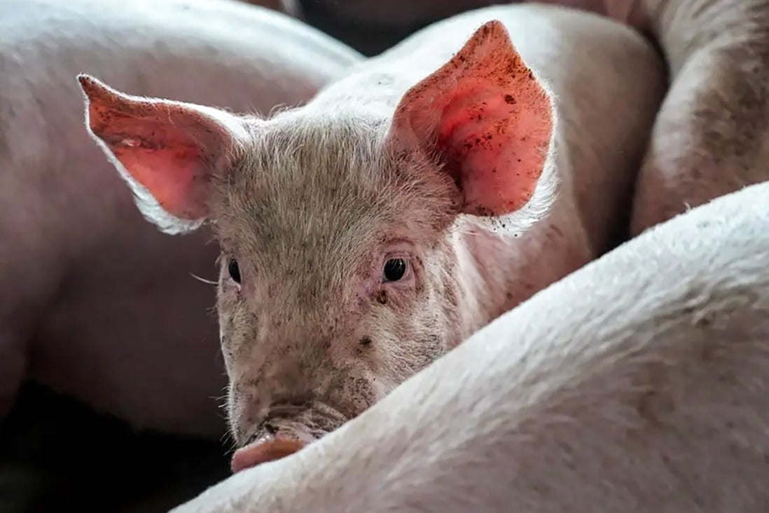 Many of China’s small pig farmers are struggling to survive due to the pork price volatility that followed African swine fever. Photo: Tai Hailun