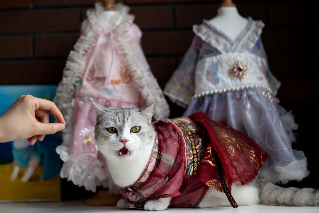A small business in central China gives pets a traditional Hanfu look. Photo: AFP