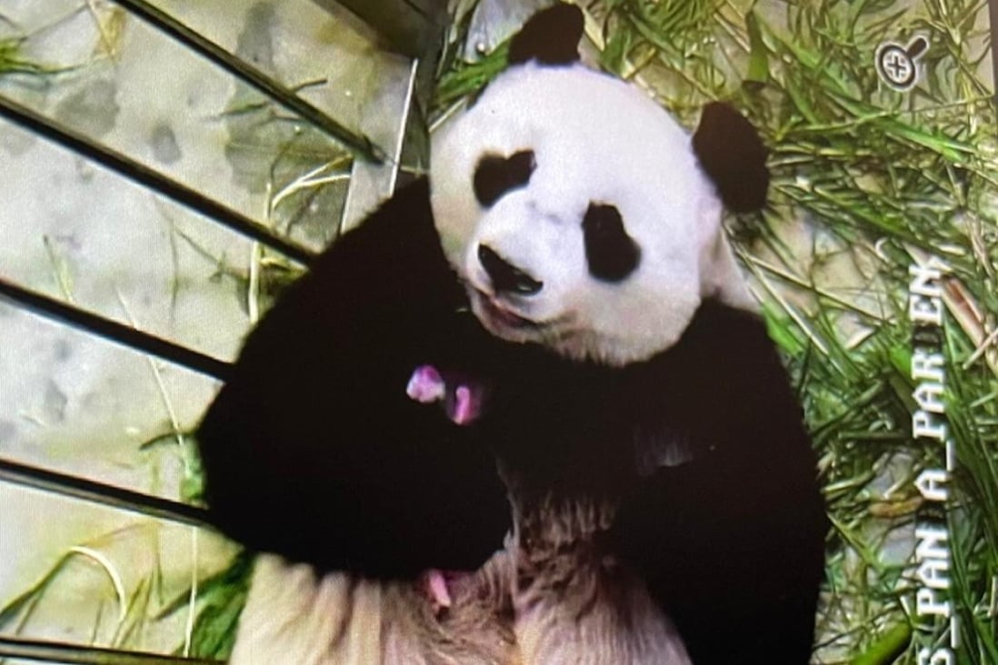 Singapore Welcomes First Panda Cub Born To Parents Jia Jia And Kai Kai South China Morning Post