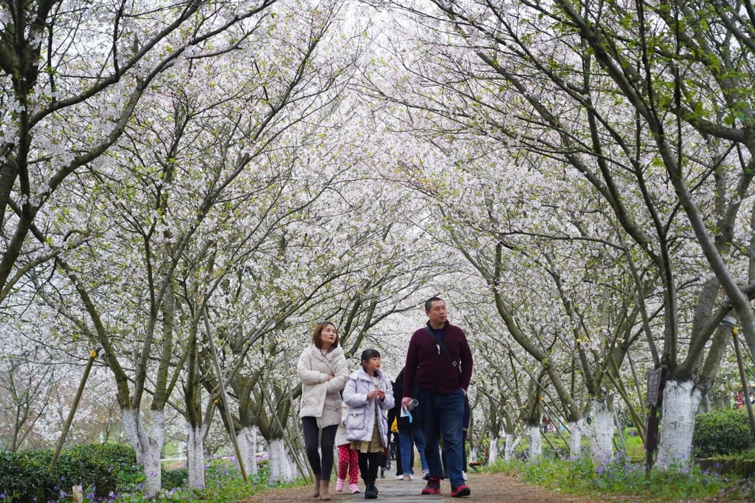 Chinese scientists report that reduced human activity during Covid-19 restrictions contributed to “a brighter, earlier, and greener 2020 spring season”. Photo: Xinhua