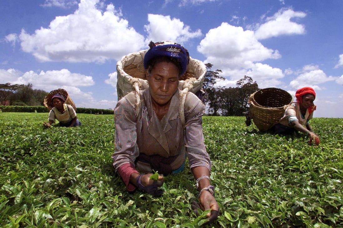 A tea plantation in Kenya, where minerals make up 70 per cent of exports to China, despite the relatively small size of its resources industry. Photo: Reuters