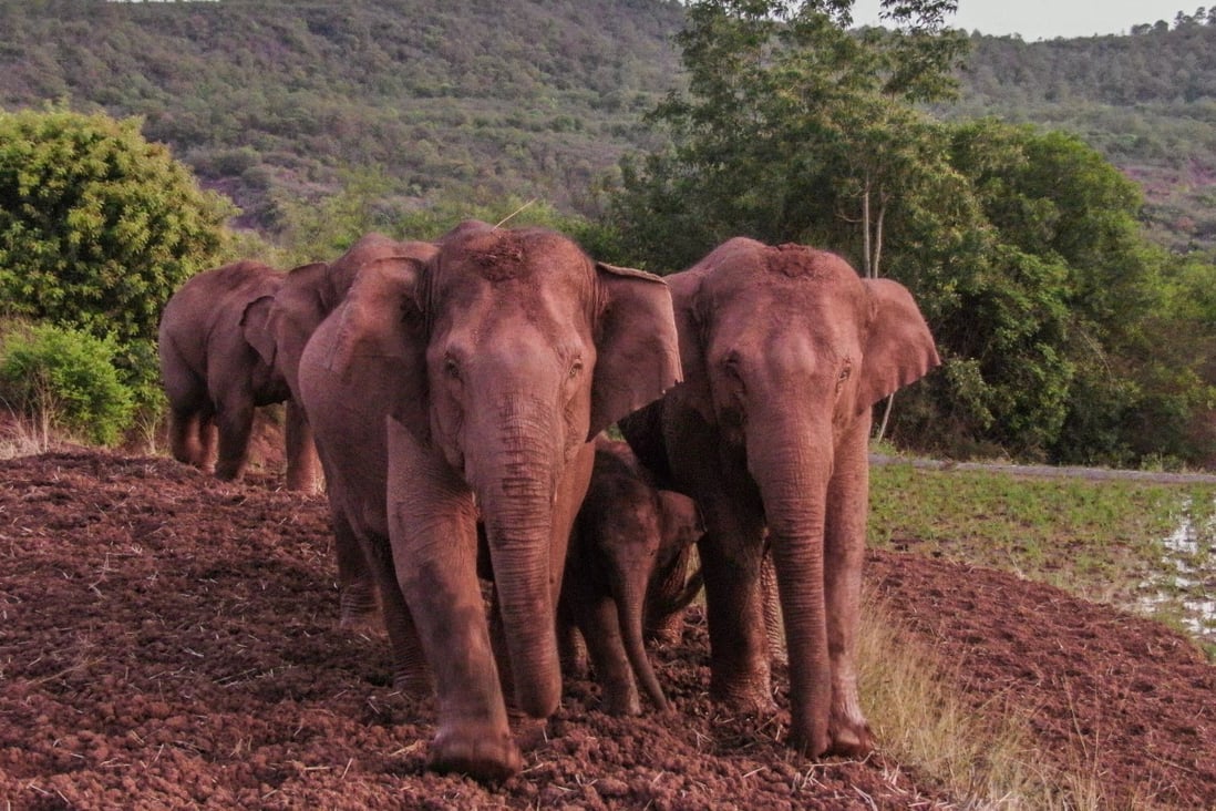 Migrating Elephants