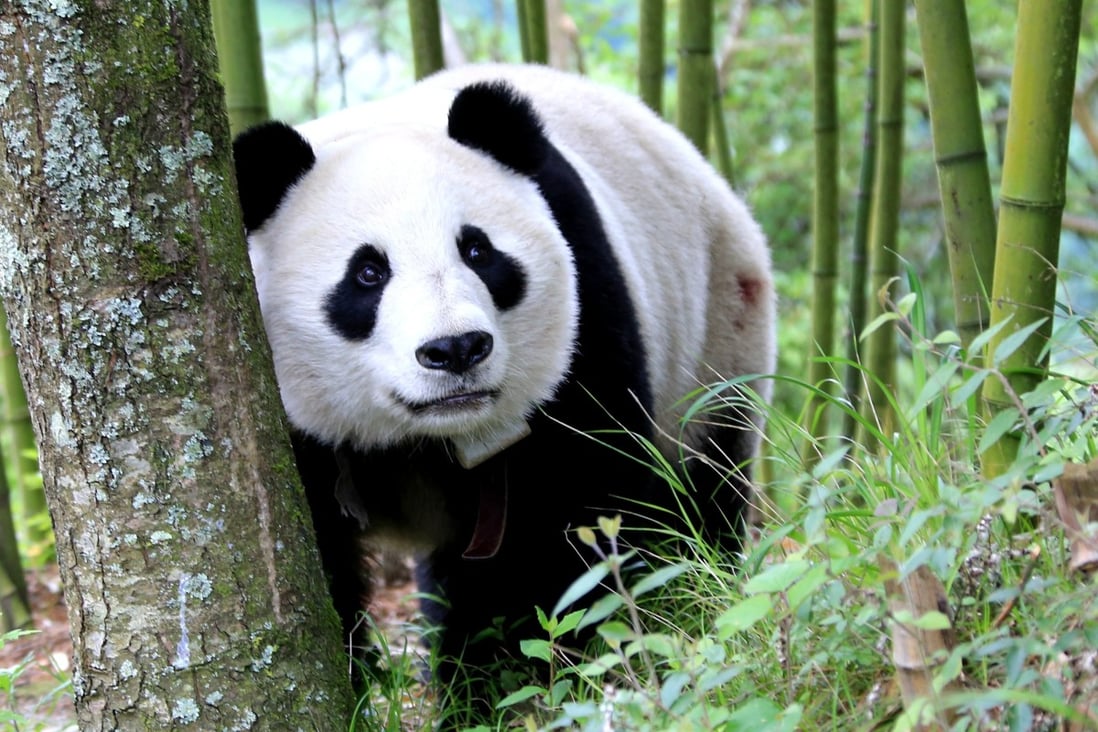 今年も話題の HUMAN MADE EXCLUSIVE PANDA 中国限定の半袖 パンダ