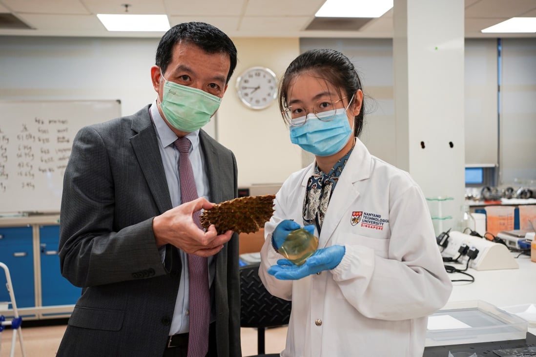 Nanyang Technological University's Food Science and Technology Programme Director William Chen holds a durian husk, while Dr Tracy Cui, research fellow at the university, holds a hydrogel sheet made from the fruit. Photo: Reuters