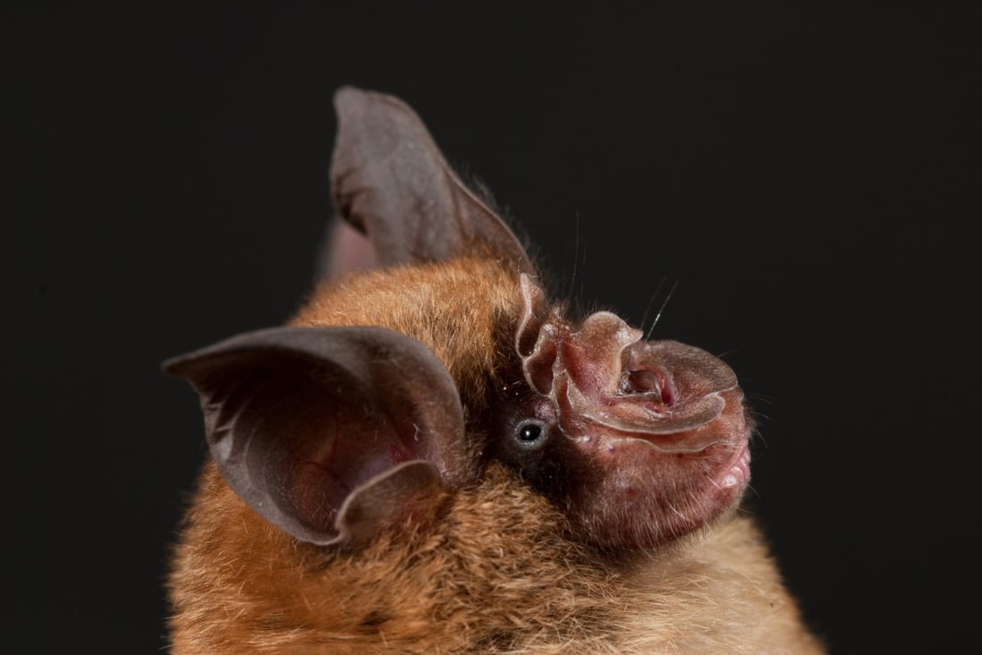 The latest research on bats by Chinese researchers focused on samples collected from over 13,000 bats from 56 species across 14 provinces since 2016. Photo: Guangdong Entomological Institute/South China Institute of Endangered Animals