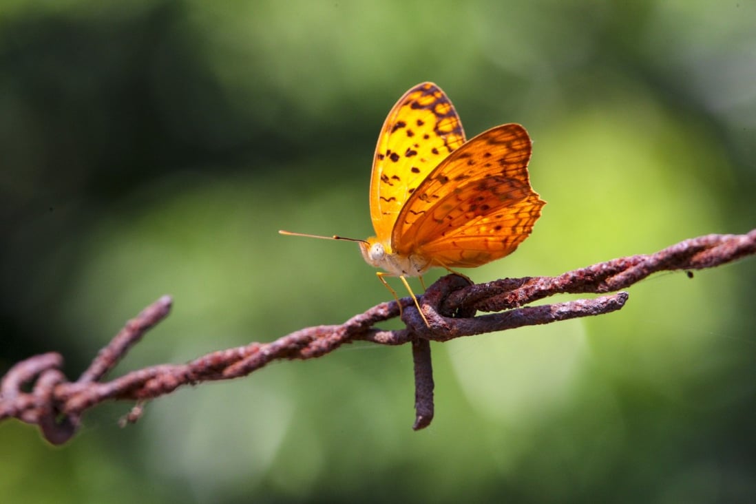 The Spotted Rustic was found in Lung Kwu Tan and is a very rare species. Photo: Green Power