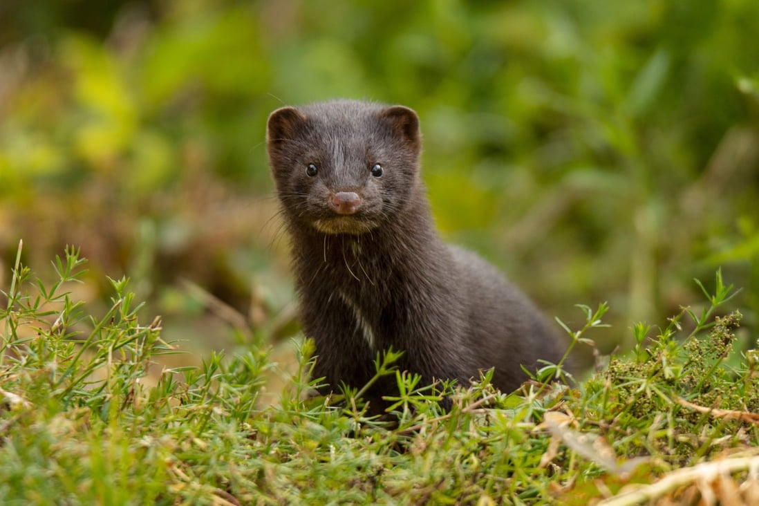 Mink are among the species known to have been infected. Photo: Shutterstock