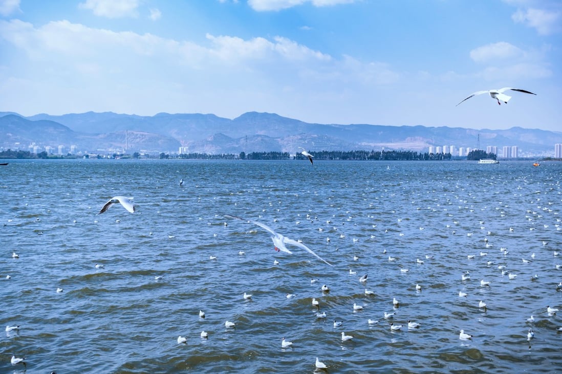 Dian Lake was once one of the most polluted water bodies in southwest China. Photo: Shutterstock
