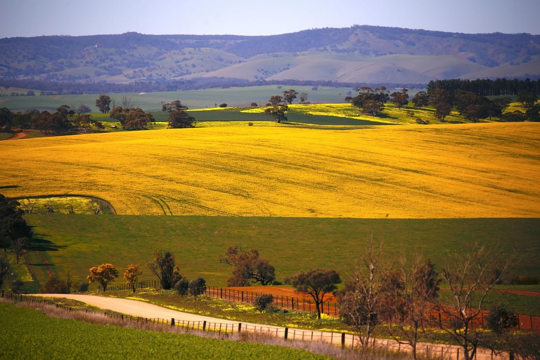 Australian farmers' switch from barley to canola pays off amid Chinese tariffs | South China Post