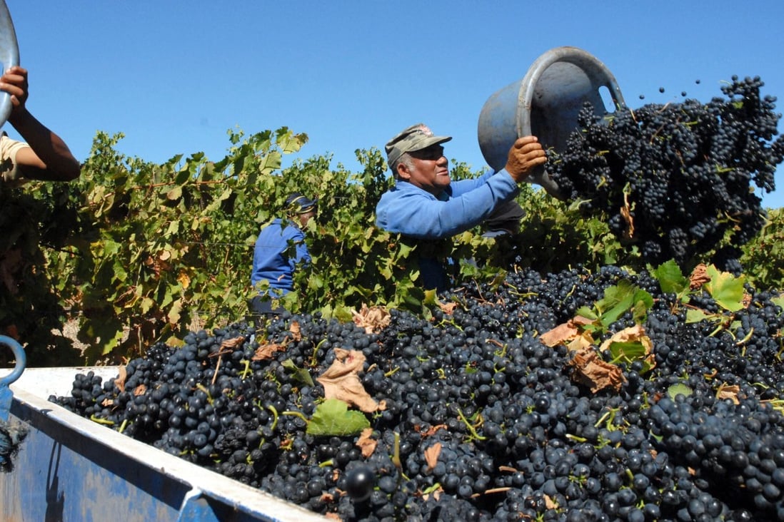 Red Cabernet grapes are loaded onto a trailer about 25km (5.6 miles) north of Cape Town. Chinese importers are trying to convince their buyers that South African wine is a tasty alternative to Australian wine. Photo: AFP