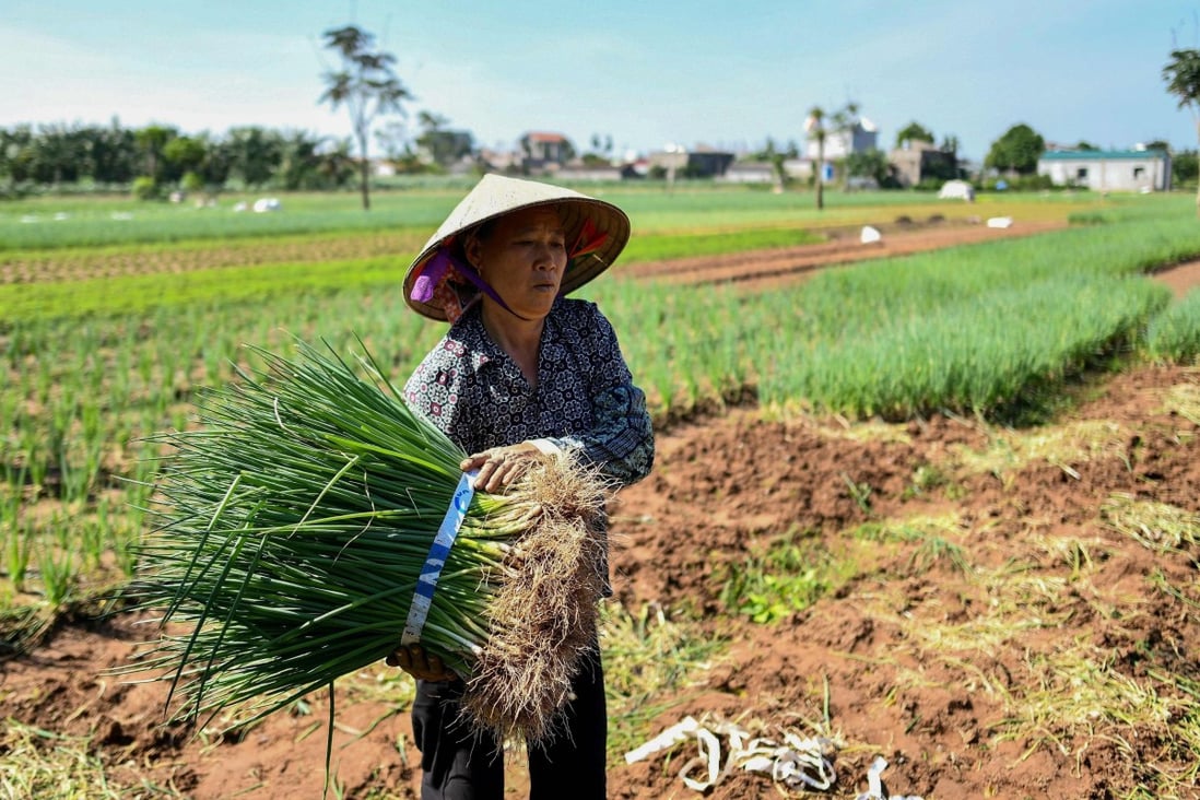 A Vietnam farmer harvests spring onions in Ha Nam province outside of Hanoi. File photo: AFP