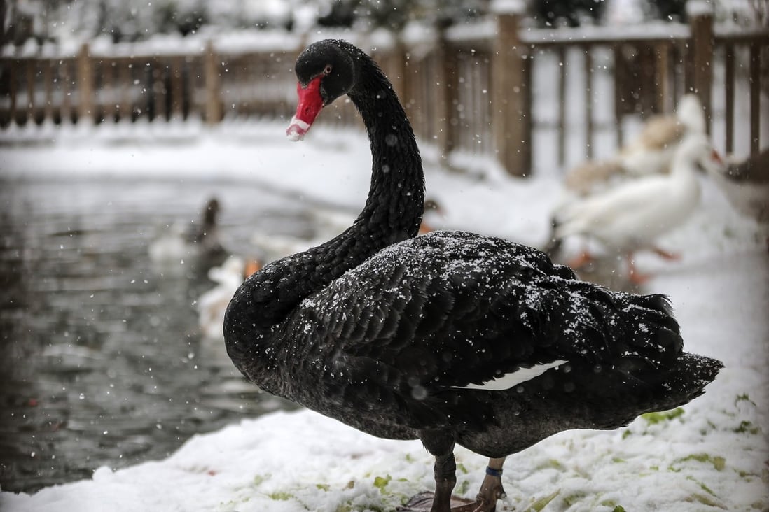 Black swans are rare, ornamental birds. Photo: Anadolu Agency