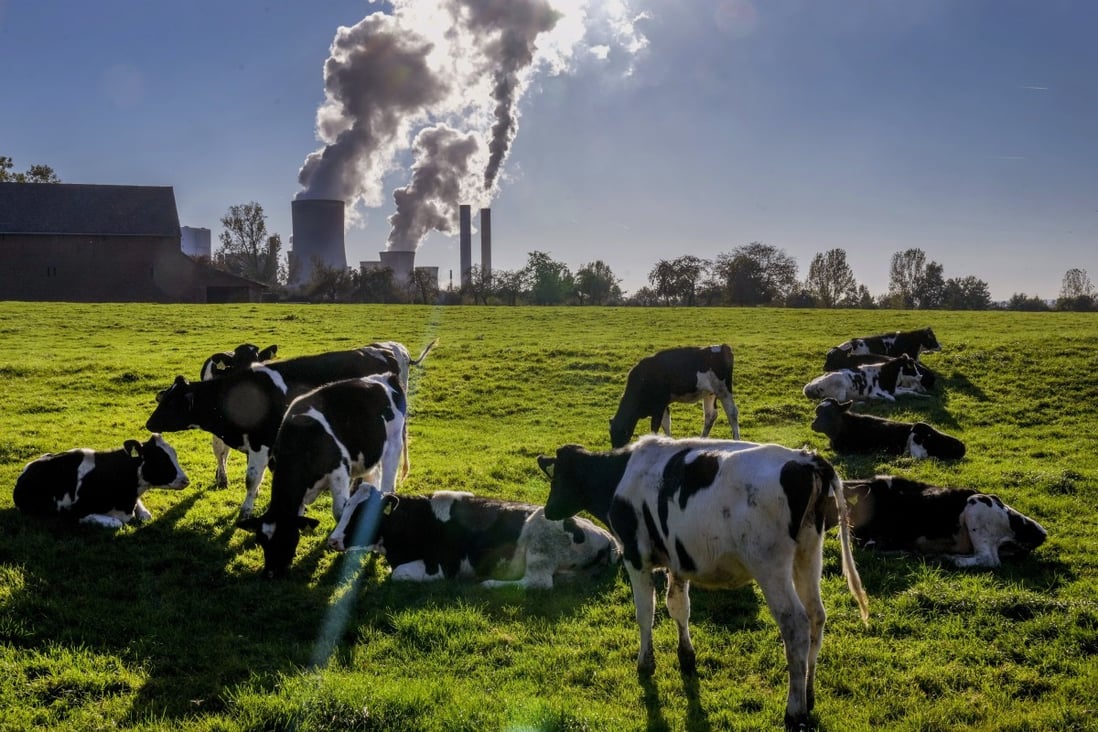 Cows gather near the coal-fired power station in Niederaussem, Germany in October. Photo: AP