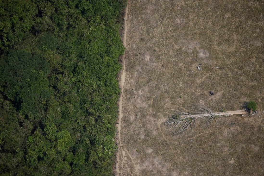 A fallen tree lies in an area of the Amazon jungle that has been cleared by loggers and farmers near Porto Velho, Rondonia State, Brazil. Photo: Reuters